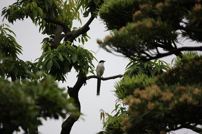 ねじ巻き鳥